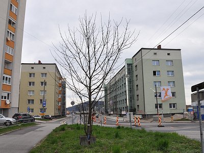 20240310 103403 Waldeggstrasse Hausabriss