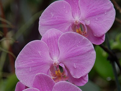 20060326 0008 Blumen Orchidee