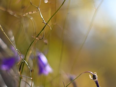 Herbstglockenblume