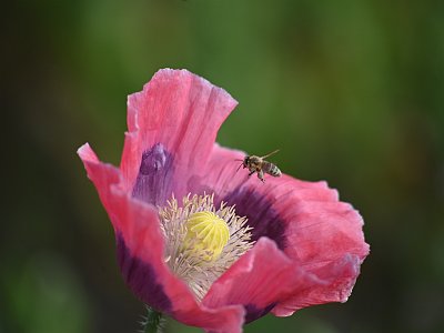 Mohnblume und Biene